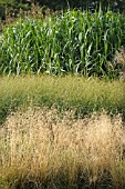 MIXED GRASSES IN BORDER