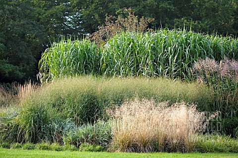 MIXED_GRASSES_IN_BORDER