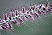 PENNISETUM ORIENTALE KARLEY ROSE