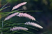 PENNISETUM ORIENTALE KARLEY ROSE