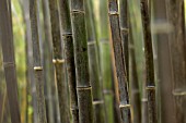 PHYLLOSTACHYS NIGRA