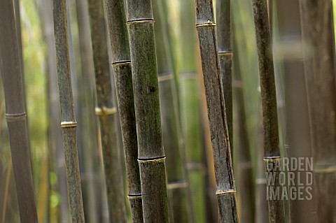 PHYLLOSTACHYS_NIGRA