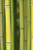 PHYLLOSTACHYS VIRIDIGLAUCESCENS