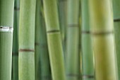 PHYLLOSTACHYS VIRIDIS