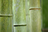 PHYLLOSTACHYS VIRIDIS