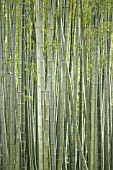 PHYLLOSTACHYS VIRIDIS