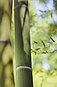 PHYLLOSTACHYS VIRIDIS