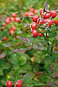 ROSA VIRGINIANA DRUMMER GIRL