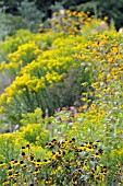 RUDBECKIA TRILOBA & SOLIDAGO VIRGAUREA