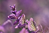 SALVIA VIRIDIS