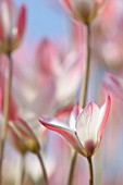 TULIPA CLUSIANA CASHMERIANA