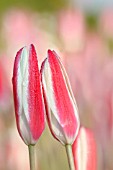 TULIPA CLUSIANA CASHMERIANA