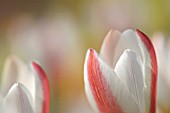 TULIPA CLUSIANA STELLATA