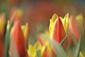 TULIPA CLUSIANA TACO