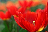 TULIPA DUC VAN TOL SCARLET