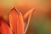 TULIPA DUC VAN TOL ORANGE