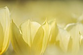 TULIPA DUC VAN TOL PRIMROSE