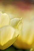 TULIPA DUC VAN TOL PRIMROSE