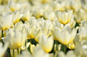 TULIPA DUC VAN TOL WHITE