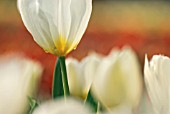 TULIPA DUC VAN TOL WHITE