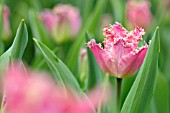 TULIPA KATIE MELUA