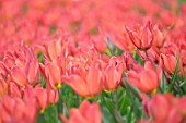 TULIPA PLANIFOLIA