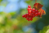 VIBURNUM OPULUS