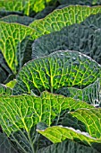 BRASSICA OLERACEA STANTON F1  (A cross between Danish and Savoy cabbage)