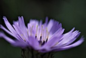 CATANANCHE CAERULEA MAJOR