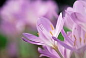 COLCHICUM AUTUMNALE