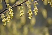 CORYLOPSIS SPICATA