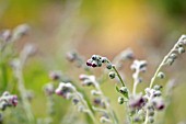 CYNOGLOSSUM OFFICINALE