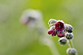 CYNOGLOSSUM OFFICINALE