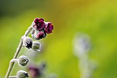 CYNOGLOSSUM OFFICINALE