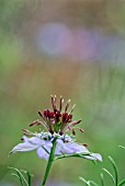 NIGELLA HISPANICA