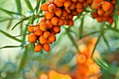 HIPPOPHAE RHAMNOIDES