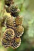 LARIX KAEMPFERI