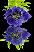 ANEMONE CORONARIA