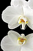 PHALAENOPSIS TINNY WHITE