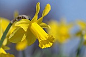 NARCISSUS CYCLAMINEUS JANA