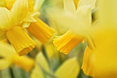 NARCISSUS JUMBLIE