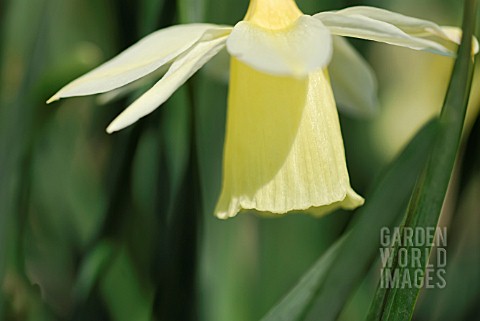 NARCISSUS_JOHNSTONII_QUEEN_OF_SPAIN
