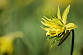 NARCISSUS RIP VAN WINKLE SYN. NARCISSUS MINOR VAR. PUMILUS