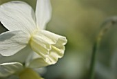 NARCISSUS JONQUILLA SAILBOAT