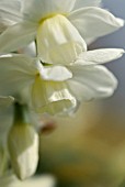 NARCISSUS SILVER CHIMES
