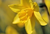 NARCISSUS SWEETNESS