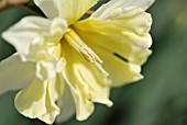 NARCISSUS VALDROME