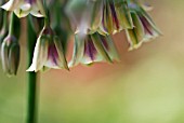 NECTAROSCORDUM SICULUM SYN: NECTAROSCORDUM BULGARICUM SYN: ALLIUM SICULUM