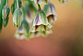 NECTAROSCORDUM SICULUM SYN: NECTAROSCORDUM BULGARICUM SYN: ALLIUM SICULUM