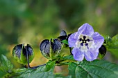 NICANDRA PHYSALODES